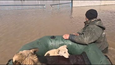 Атбасар потоп спасаем собак...