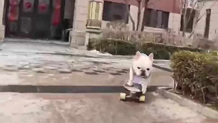 Unbelievable skateboarding skills of an adorable #dog