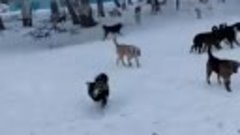 Выгул 50 собак в Воронеже
