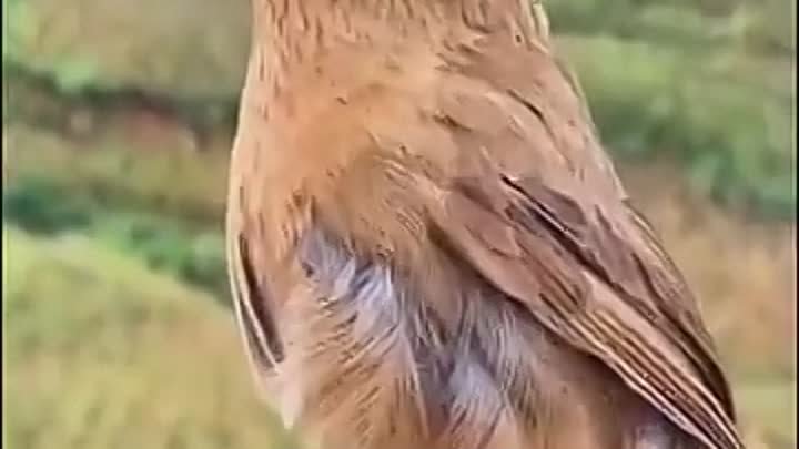Певчие птицы
