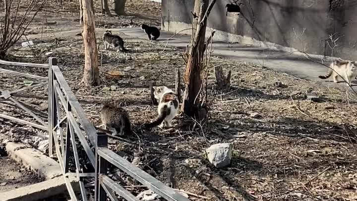 Весна на улицах Петербурга