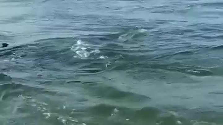 Дельфины в Абхазии