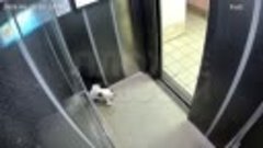 В Красноярске девушка жестоко избила своего пса в лифте