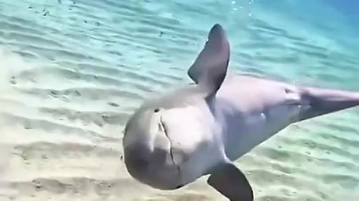 Дельфин и встреча с людьми