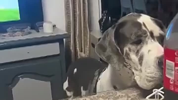 Собака задает ритм