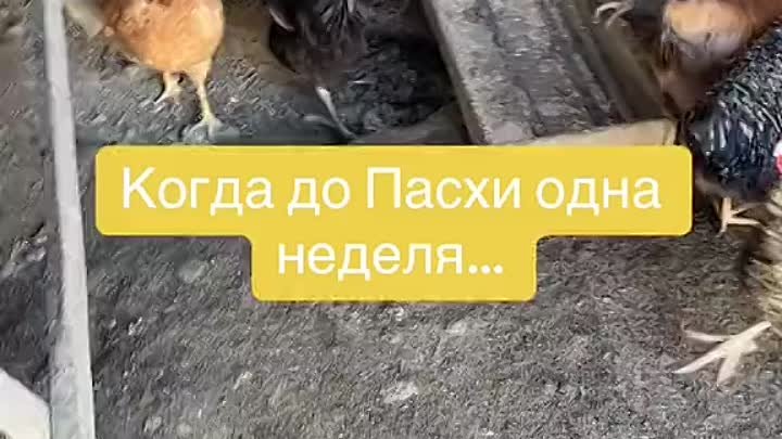 КОГДА ДО ПАСХИ ОДНА НЕДЕЛЯ