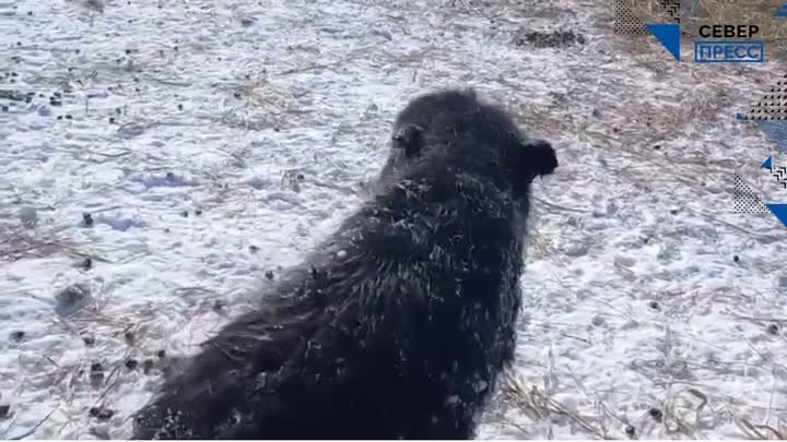 В ямальском природном парке «Ингилор» новорожденный теленок овцебыка ...