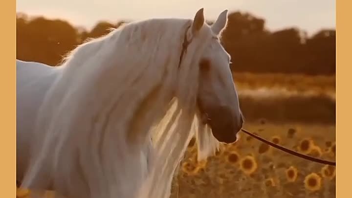 Красота лошади удивительна!