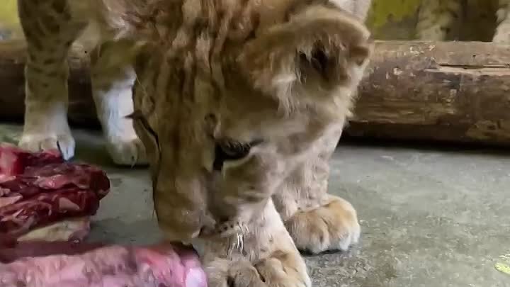 Львята из Белгородского зоопарка 🥰