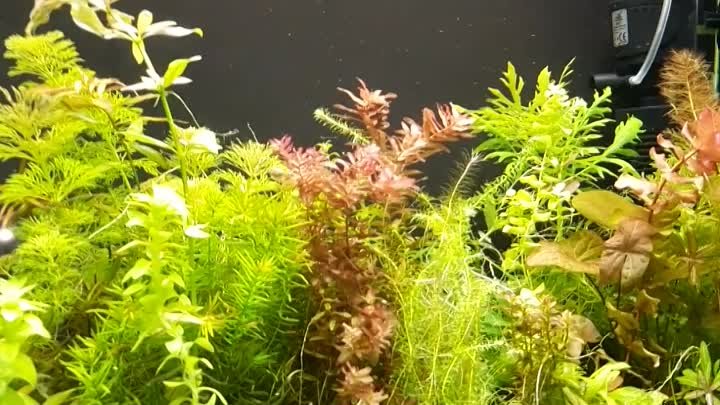 Видео обзор моих аквариумов