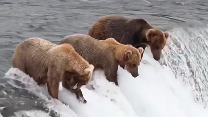 Россия, Камчатка, медвежья рыбалка. 