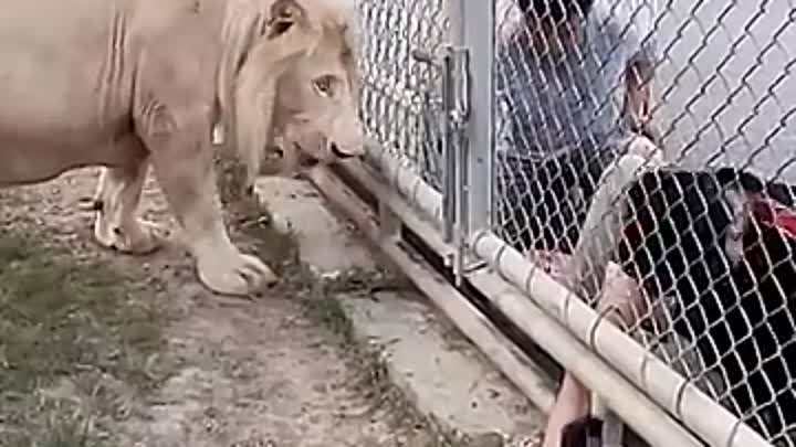 Очень заботливый лев 🐯