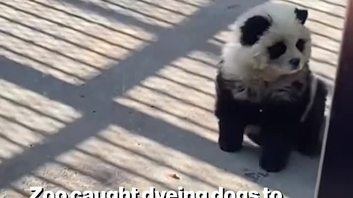 В зоопарке Китая двух собак выдали за панд