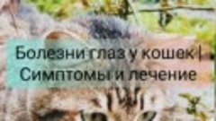 Болезни глаз у кошек _Чем лечить глаза у котят _ Препараты д...