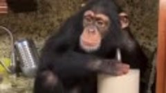 Шимпанзе умеет пользоваться микроволновкой