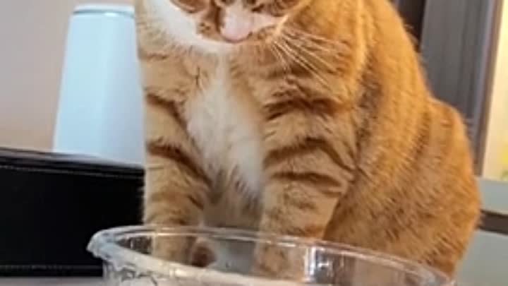 Кот, который не умеет пить воду