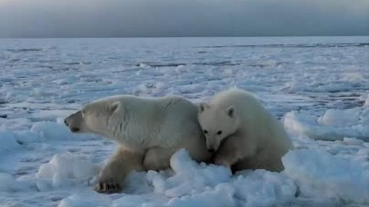 Белая медведица с медвежонком