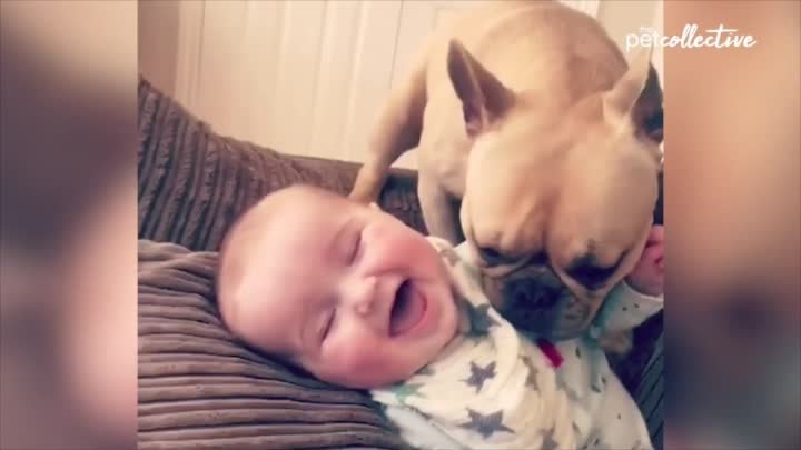 Младенцы истерически смеются над собаками
