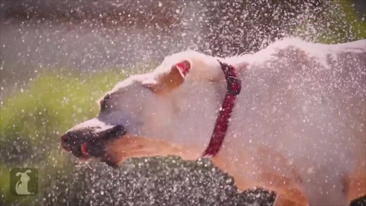 Супер медленное время игры в бассейне - собаки в игре