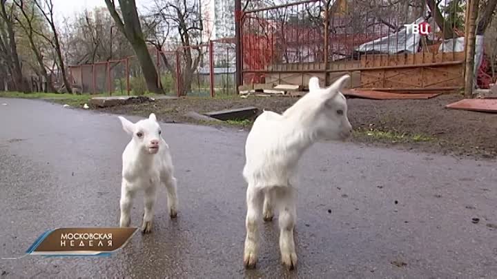 Бутовские козы стали звездами соцсетей