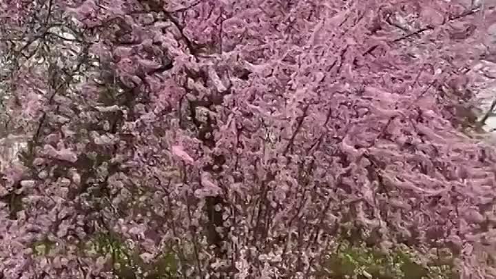 Цветущая весна