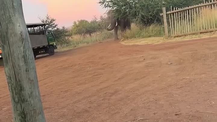 Слон разозлился на туристов 🐘