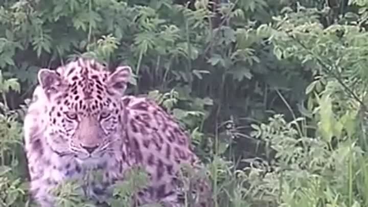 Безымянный леопард Leo 131M
