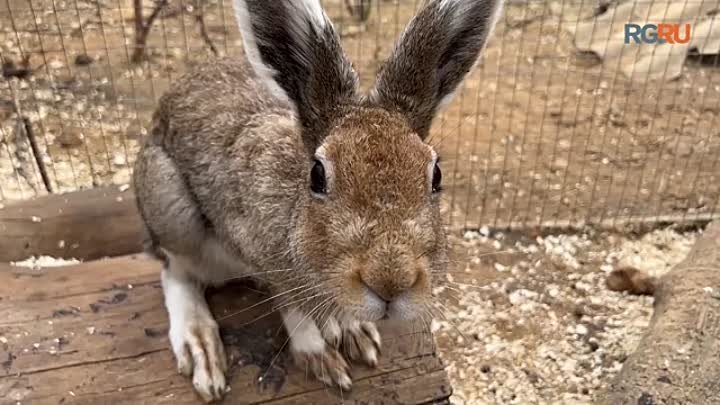 Ушастая история： как спасают зайцев в Домодедове