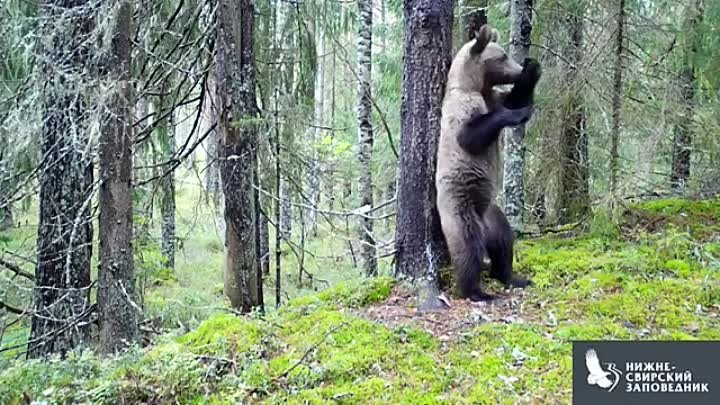 Медведь танцует Ламбаду