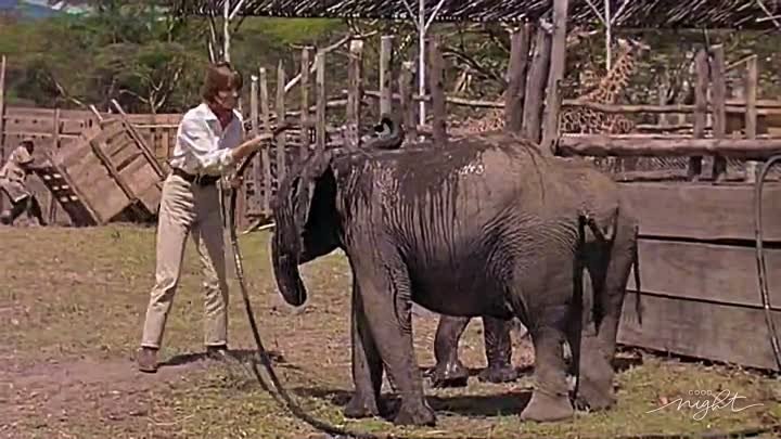 Henry Mancini - Baby Elephant Walk ( 1961 )