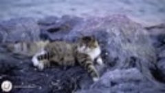 Cat Relaxation Music - Harp Music that Gives Comfort to Cats...