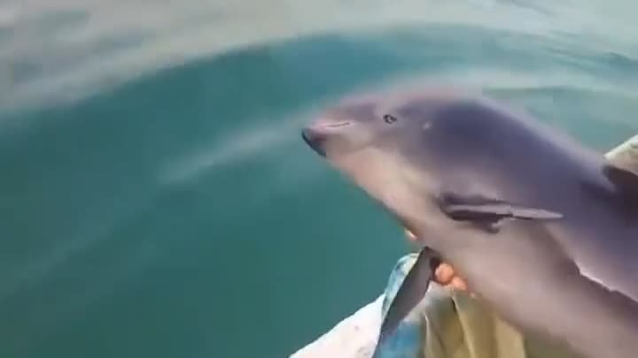 Рыбак спас запутавшегося в сетях малыша-дельфина!