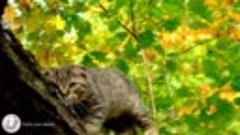 Cat Relaxation Music - Sweet Harp Music for Cats, Calming Ai...