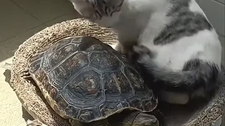 🐢отжала себе место 😁