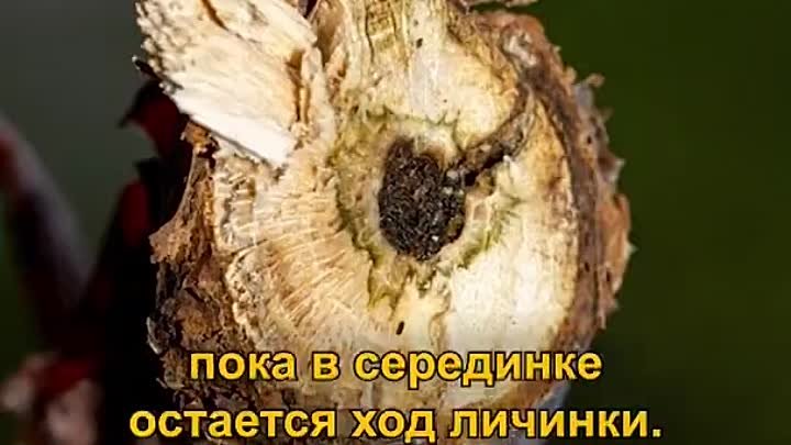 Как избавится от стеклянницы)))