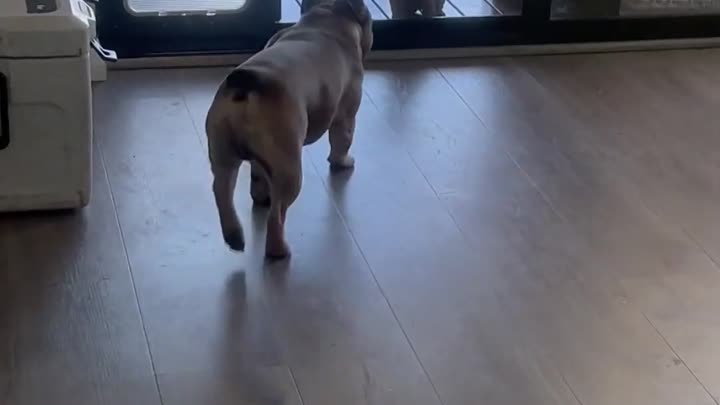 Собака открывает дверь щенку