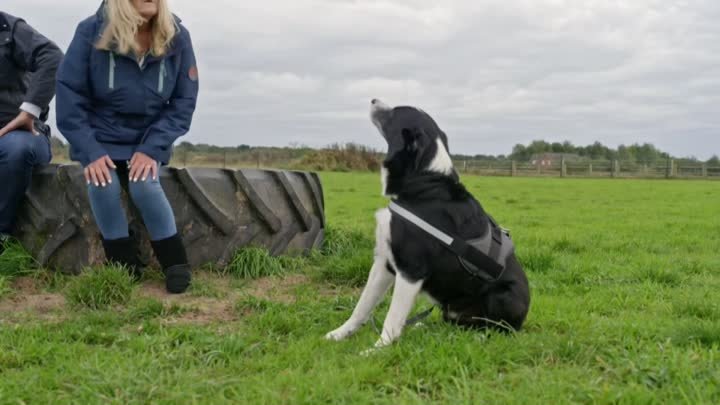 Dogs Behaving Very Badly S06E07