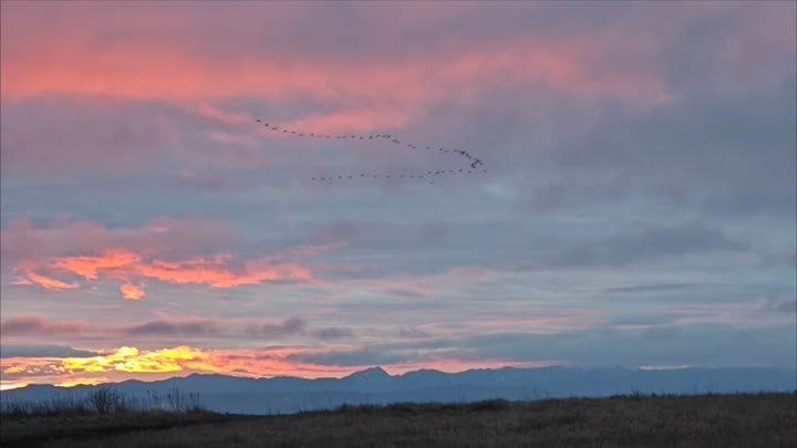 Лебеди улетели в закат. Видео: Лизаветы Односторонцевой