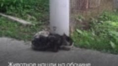 каждый год бездомный кот Черныш приходит к ветеринарам