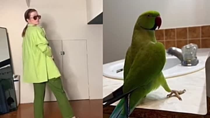  Танец попугая 🦜