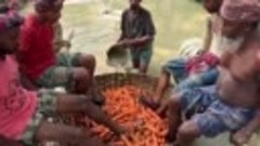 «Традиционная деревенская техника мытья моркови».