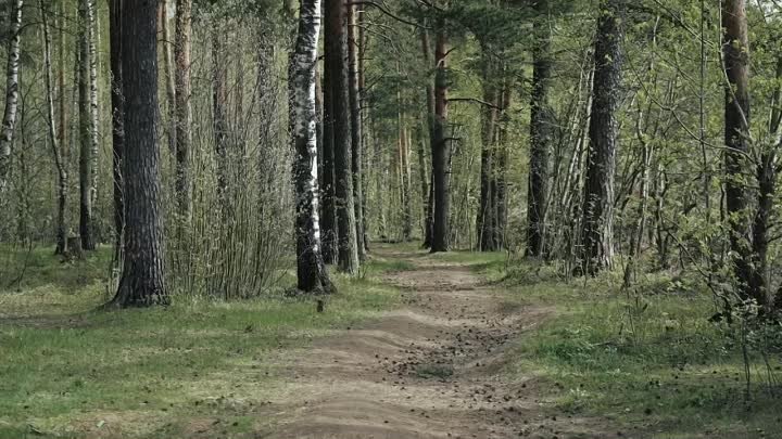 Не жгите костры в лесу, в области пожароопасный период