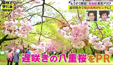 60秒で学べるNews 240306 動画 全国的に桜の開花時期が早まるならわかるのだが | 2024年3月6日