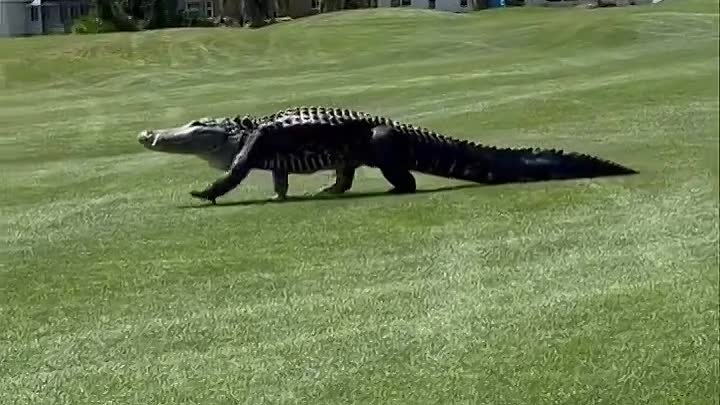 Огромный аллигатор захватил поле для гольфа во Флориде