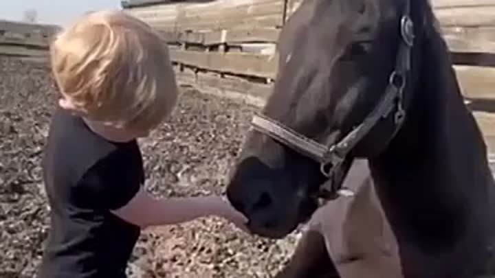 Лошади чувствуют маленьких деток, и понимают что малыши не причинят  ...