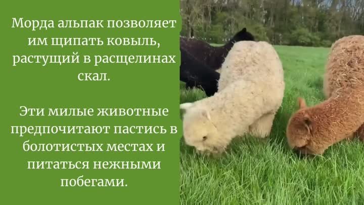 Альпака