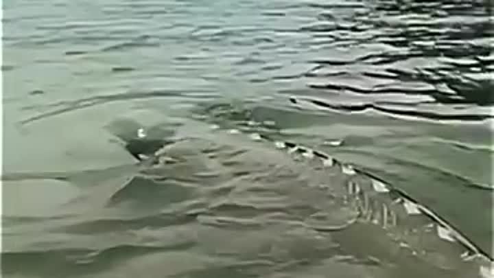 Осётр-монстр из Британской Колумбии. Длина этих рыб может достигать 6 м.