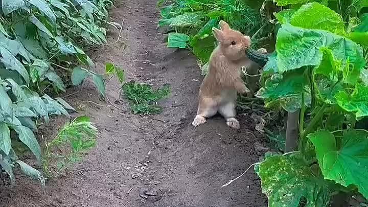 Маленький, милый зайка, ест огурцы прямо с ветки