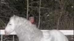 Белогривый конь красавец