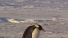 Такие милые пингвины 💖